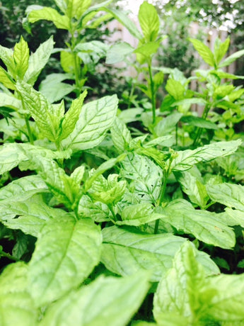 Medicinal Herbs of Summer