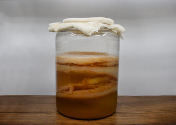 Scoby for Jun
